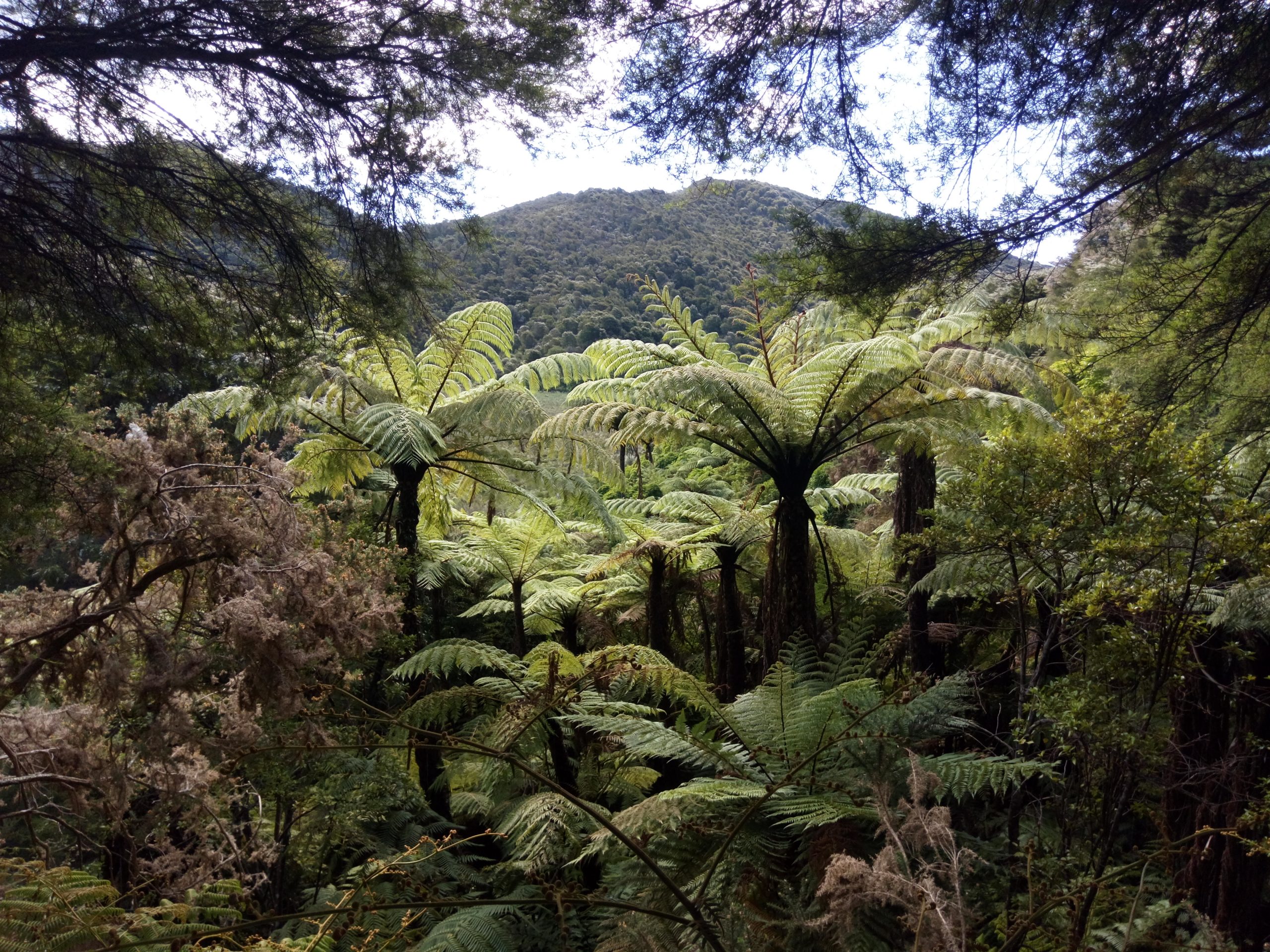 Bosque en Abel Tasman Coast Track