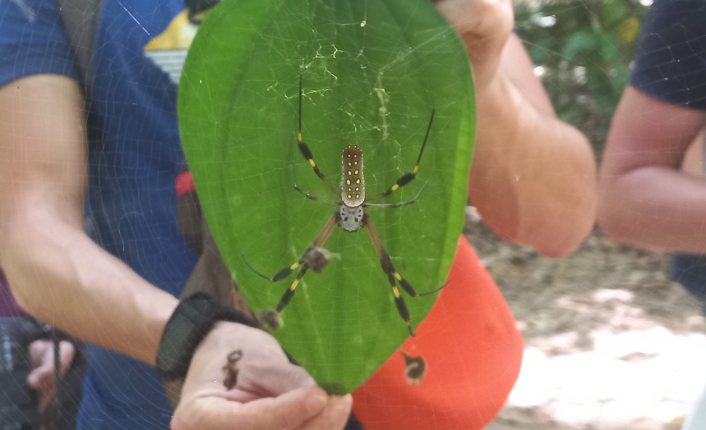 Araña. Parque Nacional de Corcovado, Costa Rica.