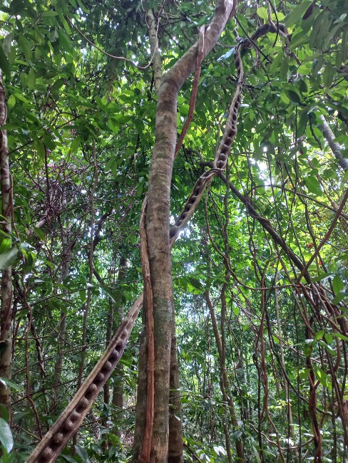 Escalera de mono. Parque Nacional de Corcovado, Costa Rica.