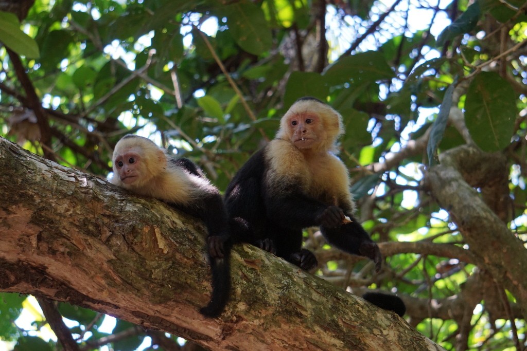 Mono capuchino de cara blanca. Parque Nacional de Manuel Antonio, Costa Rica.