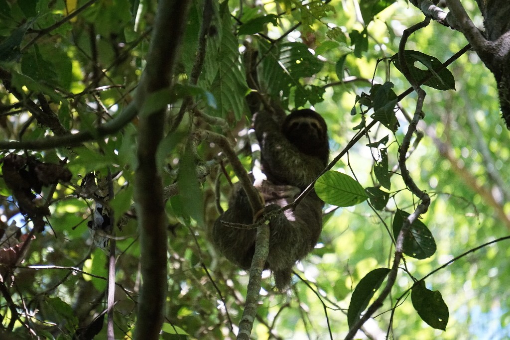 Perezoso con su cría. Parque Nacional Corcovado, Costa Rica.