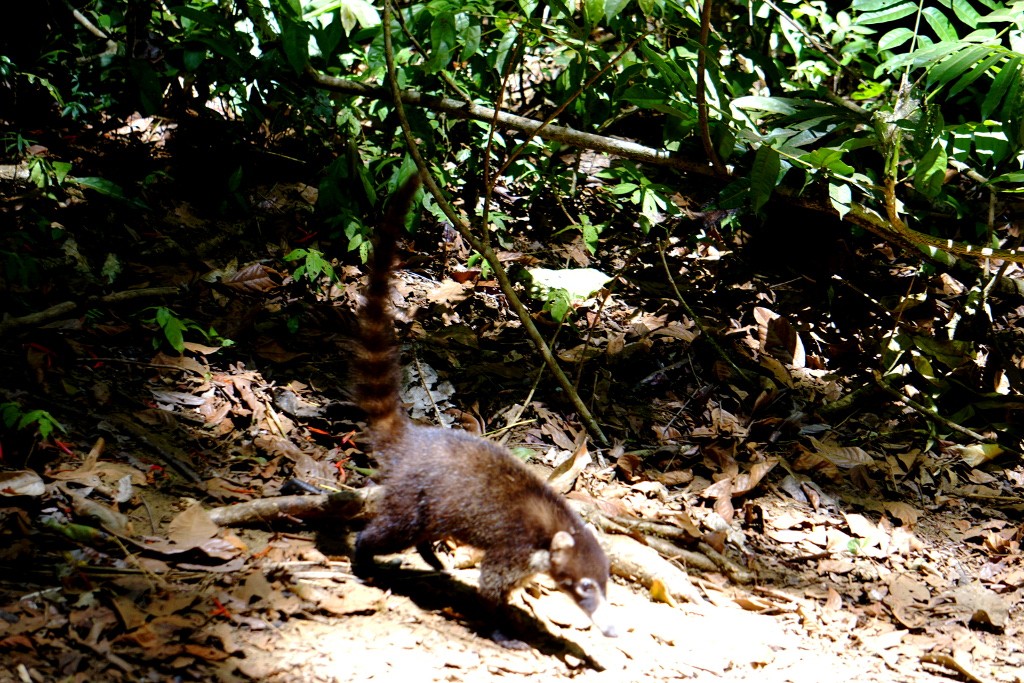 Pizote. Parque Nacional Corcovado, Costa Rica.