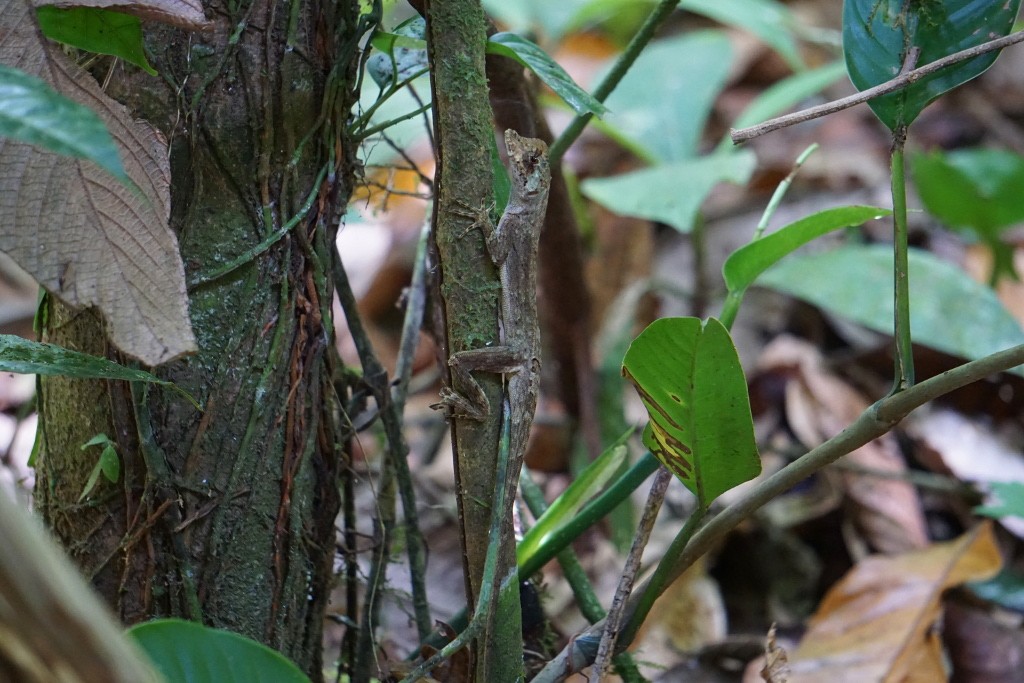 Camaleón. Parque Nacional de Corcovado, Costa Rica.