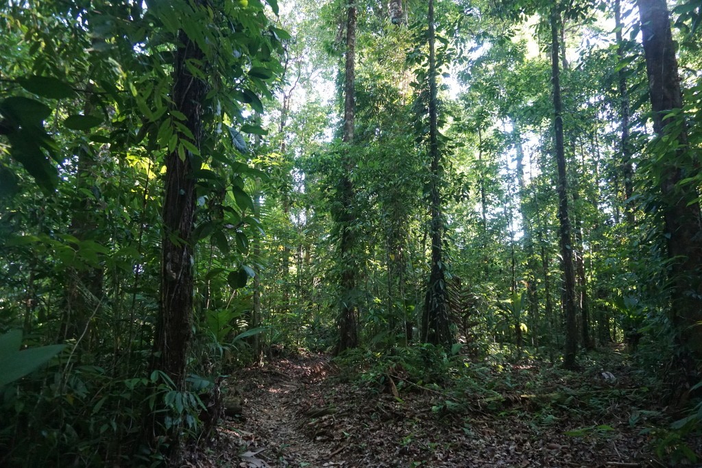 Sector Los Planes. Parque Nacional de Corcovado, Costa Rica.