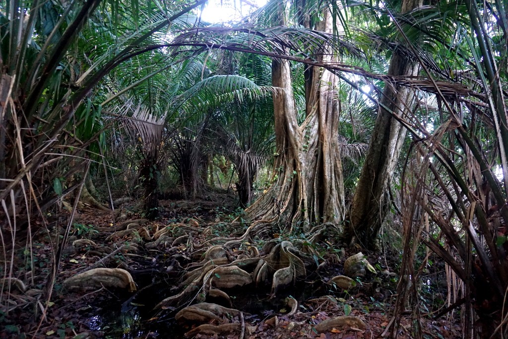 Sendero playa San Josecito. Bahía Drake, Costa Rica.