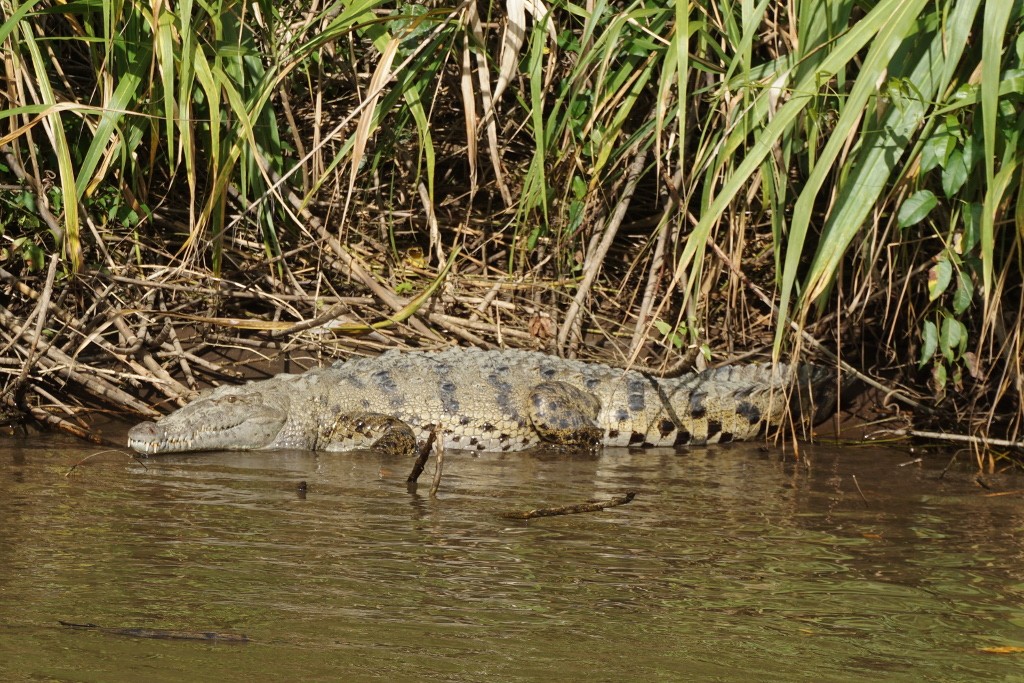 Cocodrilo. Parque Nacional de Tortuguero, Costa RIca.