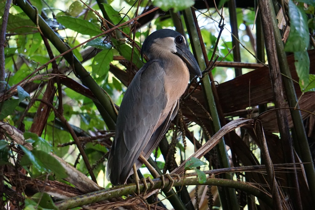 Chocuaco. Parque Nacional de Tortuguero, Costa Rica.