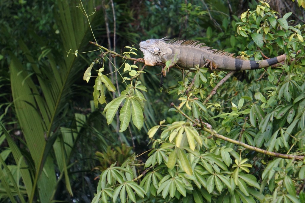 Iguana tomando el sol. Parque Nacional de Tortuguero, Costa Rica
