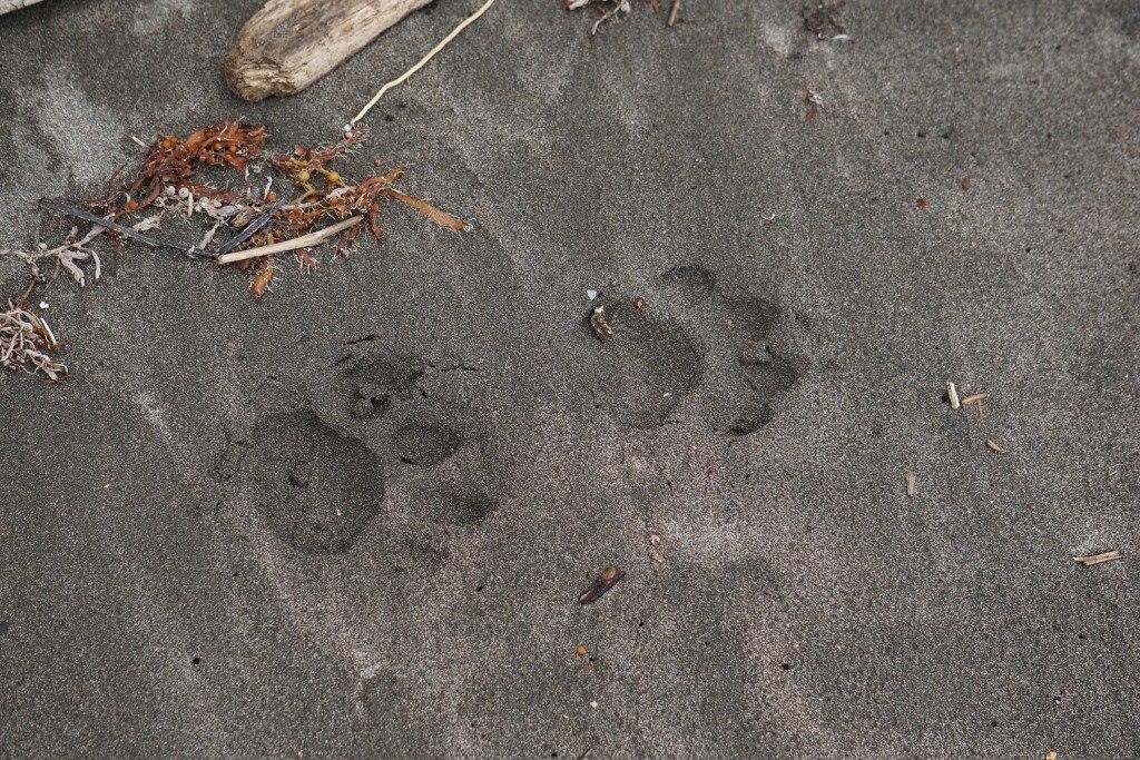 Huellas de jaguar. Parque Nacional de Corcovado, Costa Rica.