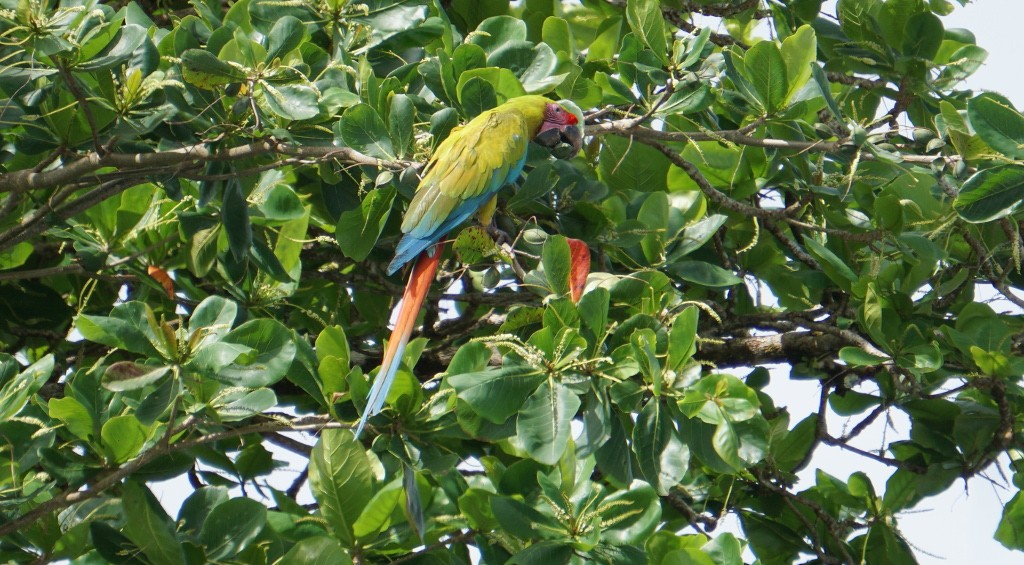 Papagayo verde. Parque Nacional de Tortuguero, Costa RIca.