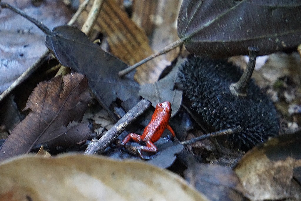 Rana dardo. Parque Nacional de Tortuguero, Costa Rica.