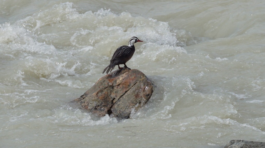 Pato de los torrentes