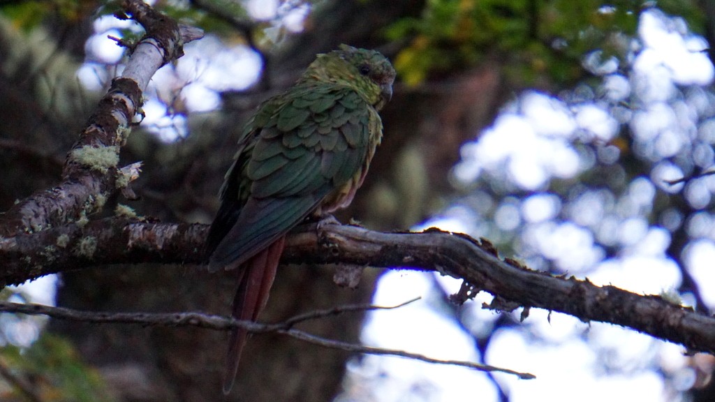 Cotorra austral