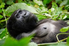 Uganda, la perla de África por libre en 18 días