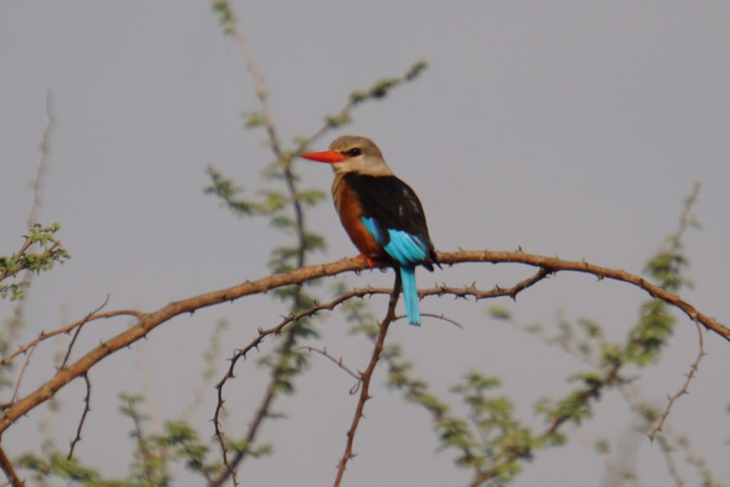 Uganda