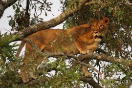 Uganda: P.N. Queen Elisabeth en 3 días