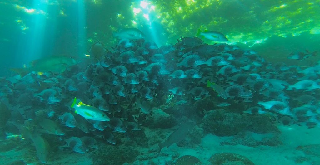 Ruta maya: Snorkel Cayo Caulker