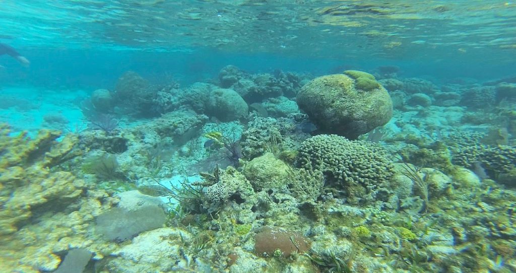 Ruta maya: Snorkel Cayo Caulker