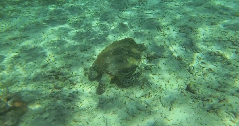 Ruta maya: Snorkel Cayo Caulker