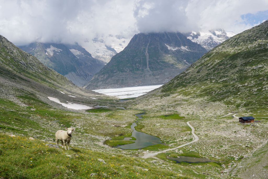 Suiza Aletsch