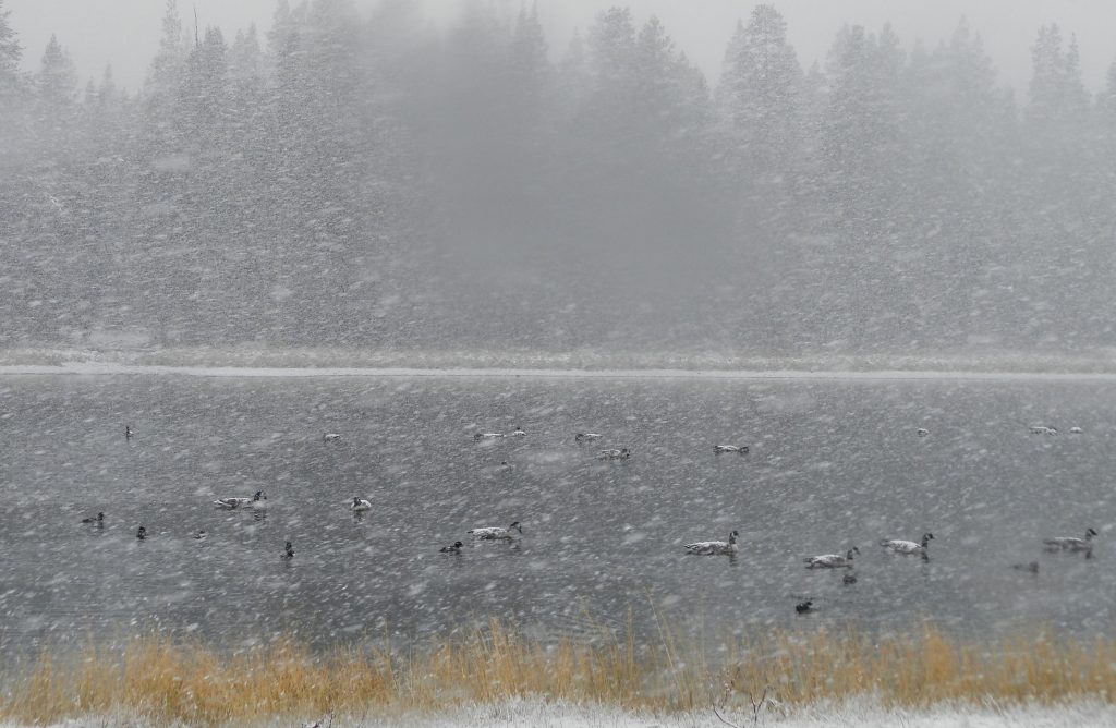 Yellowstone National Park