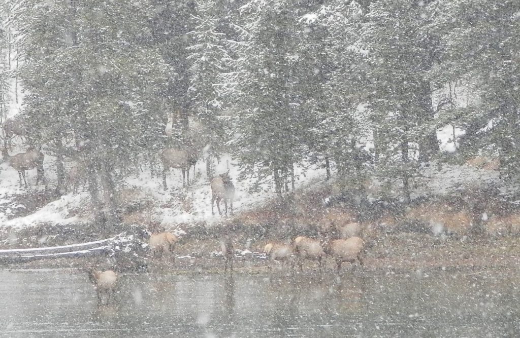Yellowstone National Park