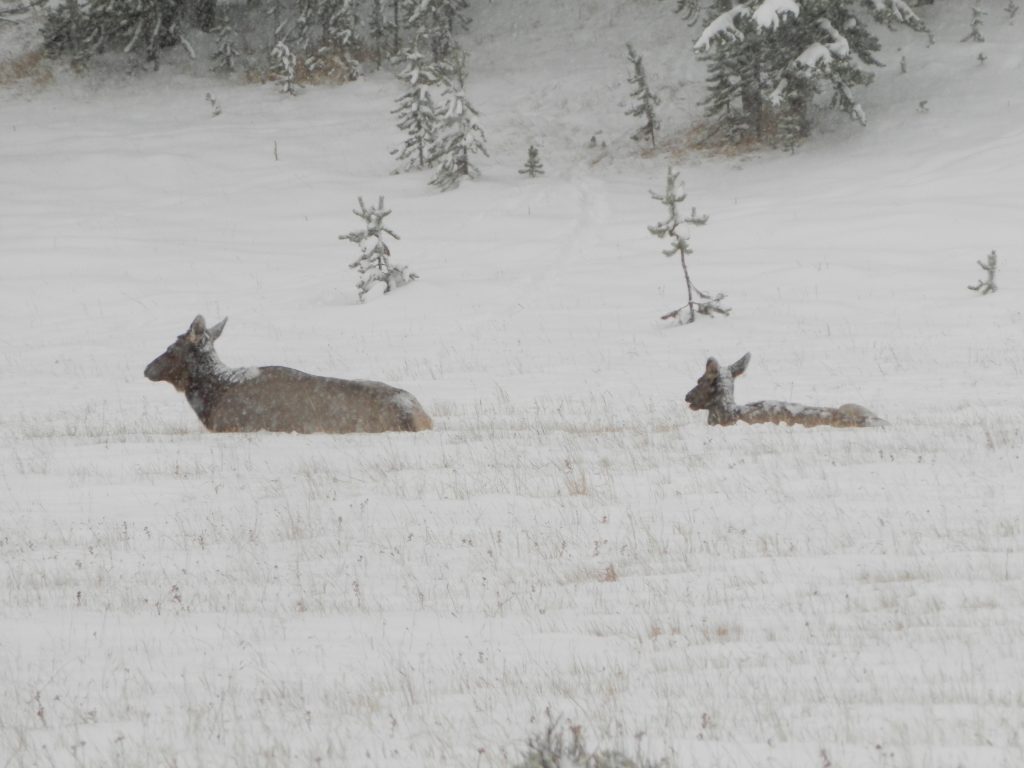 Yellowstone National Park