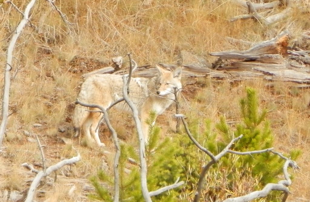 Lobo en Yellowstone National Park