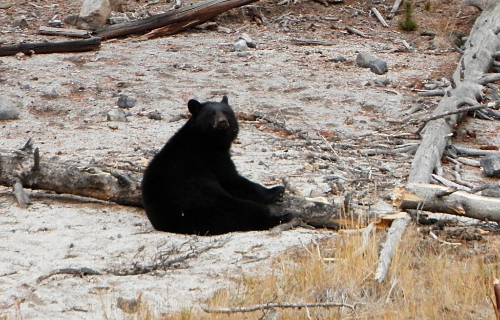 Oso Yellowstone National Park