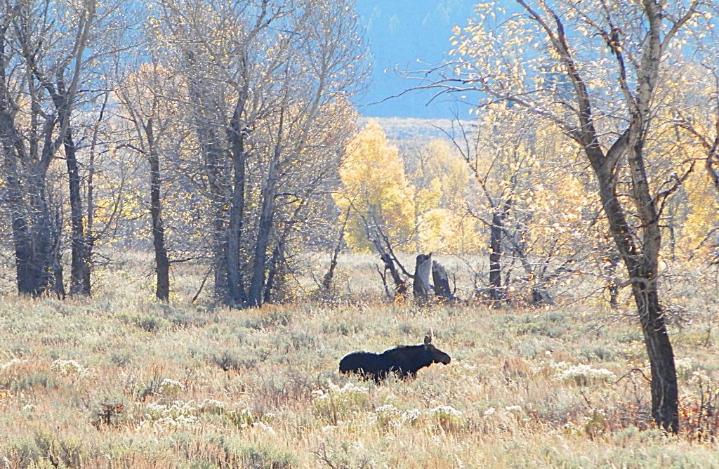 Alce en Grand Teton National Park