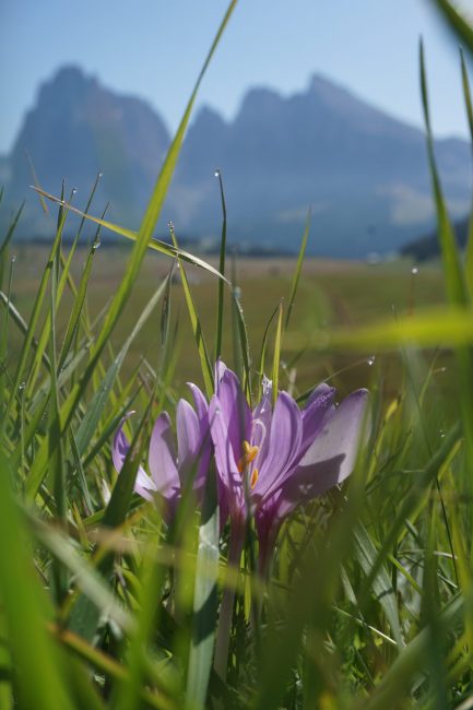 Flor en Alpe di Siusi