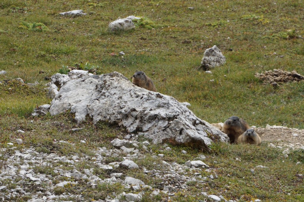 Marmotas en Tre Cime di Lavaredo, Dolomitas