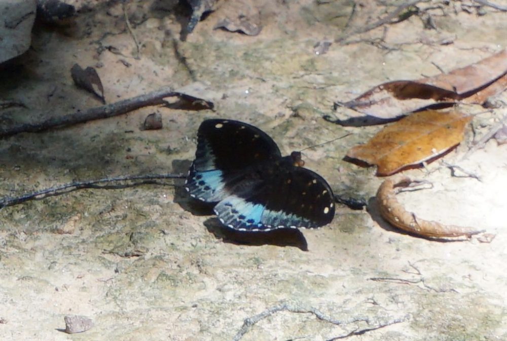 Mariposa en Kbal Spean