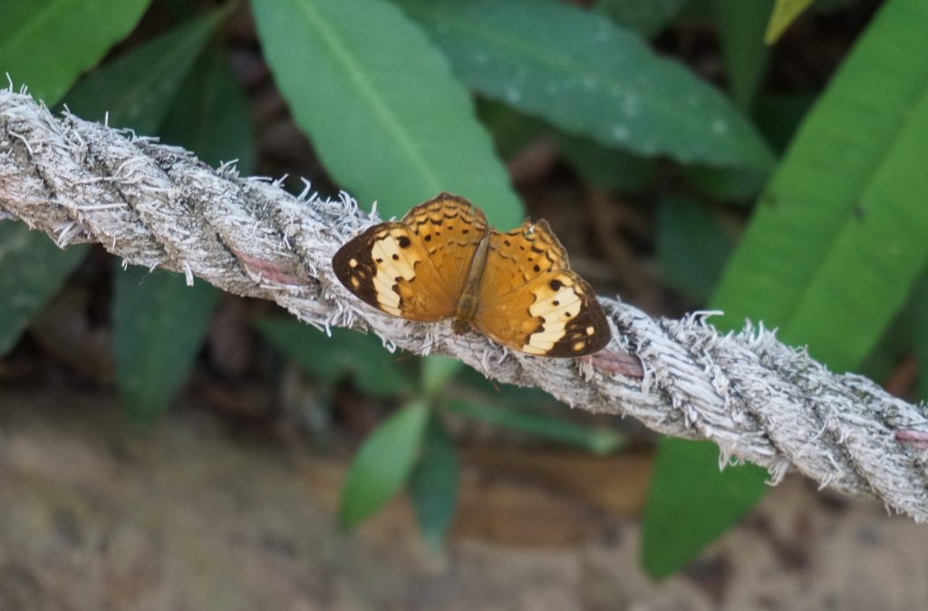 Mariposa en Kbal Spean