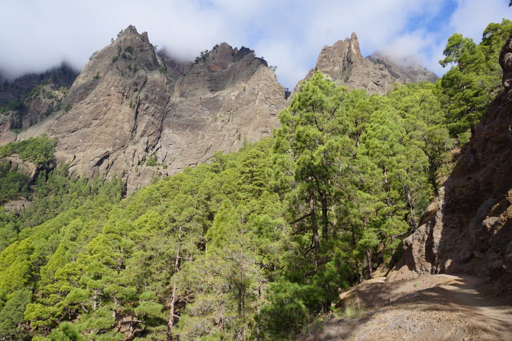 Pinares del Parque Nacional de la Caldera de Taburiente, Isla de La Palma