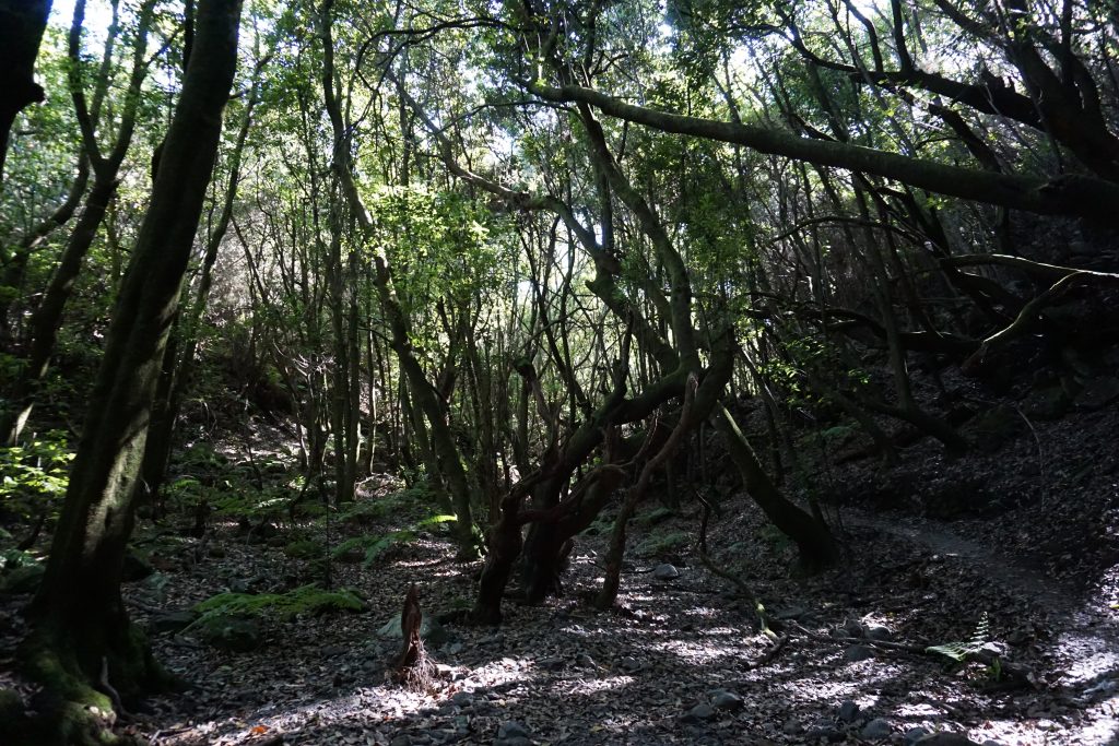 Bosques de laurisilva en el PR LP-9.2 La Zarza, La Palma