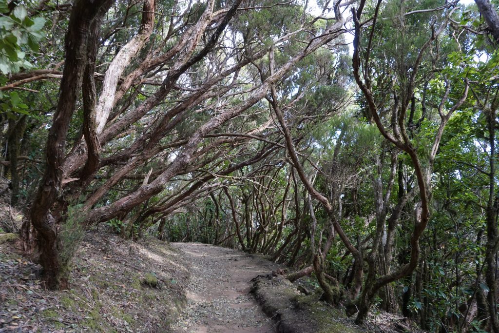 Sendero del Pijaral (Bosque Encantado), Tenerife