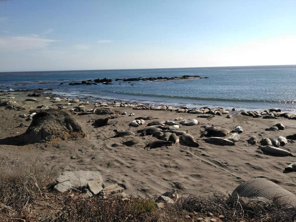 Focas en Piedras Blancas, Big Sur
