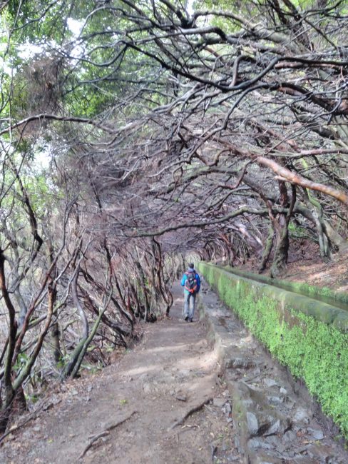 Levada das 25 Fontes, Madeira