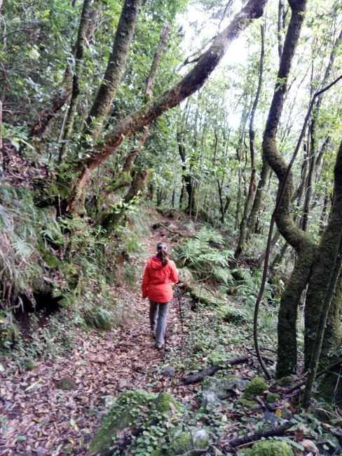 Dentro del bosque en el Caminho do Pináculo e Folhadal, Madeira