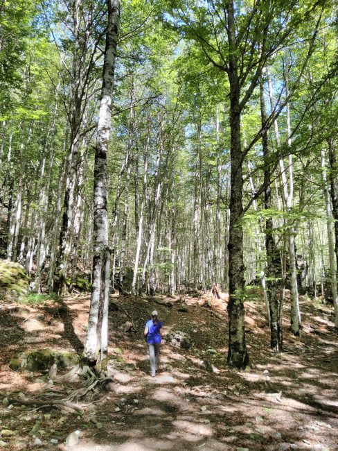 Parque Nacional de Ordesa y Monte Perdido, hayedos en el interior del Cañón de Añisclo