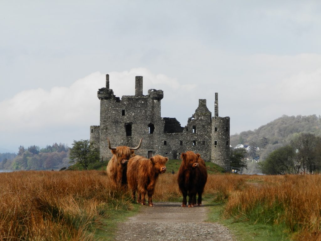 Vaquitas en Kilchurn Castle