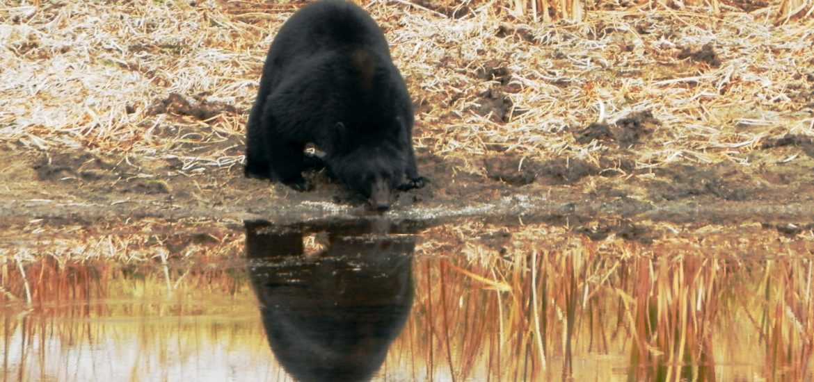 EEUU Oeste Yellowstone Oso