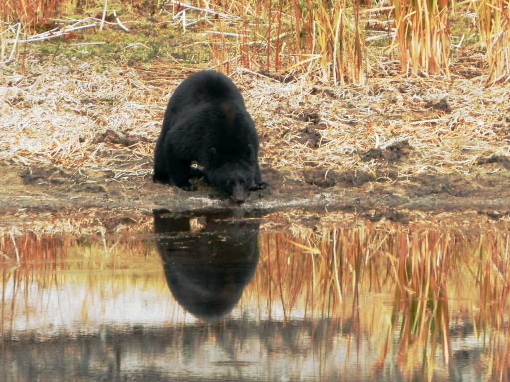 EEUU Oeste Yellowstone Oso