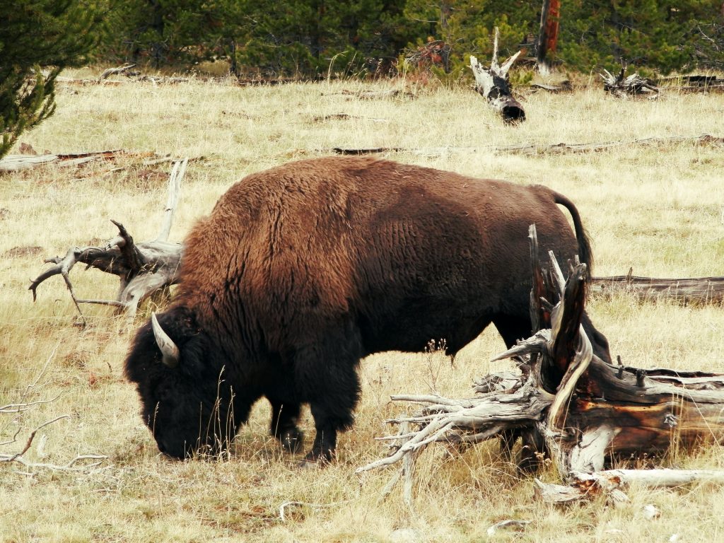 EEUU Oeste Bisonte en Yellowstone